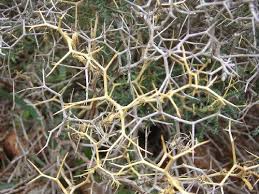 Pin On Restless Beauty A Fractured Faerie Tale