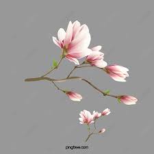 Affordable and search from millions of royalty free images collection set of magnolia flower and leaves drawing illustration. Watercolor Pink Magnolia Flower Watercolor Magnolia Watercolor Pink Flower Pink Magnolia Png Transparent Clipart Image And Psd File For Free Download