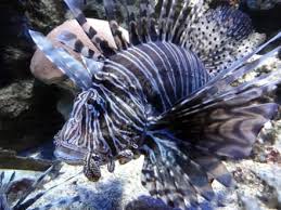 Der chinesische kalender und die chinesische astrologie (chinesisches horoskop) teilt jedem jahr ein tier (chinesisches sternzeichen) zu. Blick In Die Aquarien Bild Aquarium De La Guadeloupe In Le Gosier