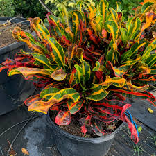 Image result for Croton