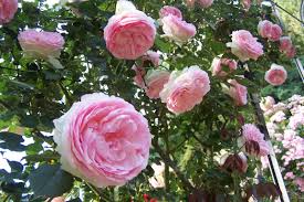 Vous cherchez un bel arbuste, je vous oriente vers le rosier. Pierre De Ronsard Mon Prefere Les Jardins Du Gue