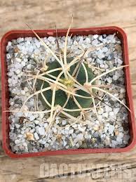 Image result for Gymnosporia oxycarpa