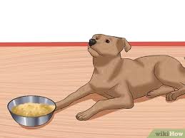 When a mosquito takes blood from an infected dog, it takes in something called. How To Diagnose Heartworms In Dogs 13 Steps With Pictures