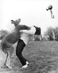 No Cameras Kangaroo Photography Animal Attack Funny Pictures Animal Memes