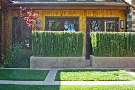 15 meravigliose piante estive resistenti al sole floricoltura. S Di Siepe E Sempreverdi Piante Da Vaso E Per Piccoli Giardini