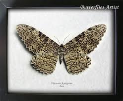White Witch Moth Giant Real Thysania Agrippina Framed In Museum Quality Shadowbox Giant Moth White Witch Moth