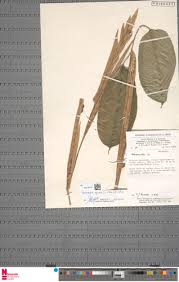 Image result for Halopegia