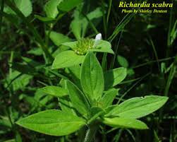 Image result for Richardia scabra