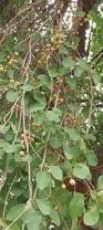 Image result for Cordia sp.A.