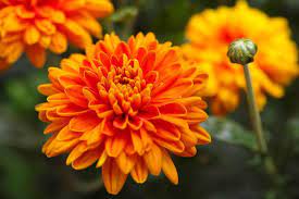 30 Different Types Of Orange Flowers A Z Types Of Oranges Chrysanthemum Plant Orange Flowers