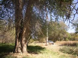 Image result for Faidherbia albida