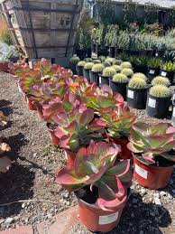 Image result for kalanchoe thyrsiflora