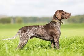 It's quite difficult to imagine. German Shorthaired Pointer Breed Guide Info Pictures Care More Pet Keen