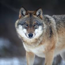 On this exciting outing, we'll join members of our wolf pack as they lead us on a hike through the rockies! In Defence Of The Wolf This Big Bad Animal Is More Prey Than Predator