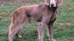 Image result for výmarský dlouhosrstý ohař