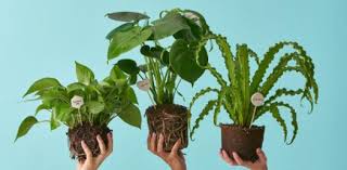 Read on for some hilarious trivia questions that will make your brain and your funny bone work overtime. Basic Facts About Plants Trivia Quiz Proprofs Quiz