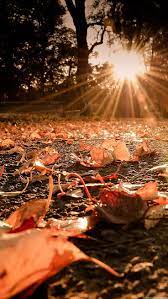 Pin By Goh Mandy Manyee On Fondos Chic Autumn Leaves Wallpaper Iphone Wallpaper Fall Fall Backgrounds Iphone