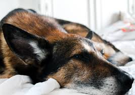 During the euthanasia procedure it's only me there apart from family. What Happens When Its Time To Say Goodbye Firstvet