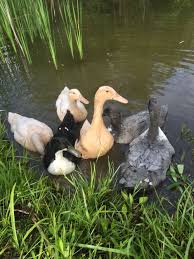 Black And Yellow Duckling Our Blue Swedish Black Swedish Buff Ducks Duck Animals Ducky