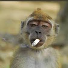 Mark Elek (@_markelek)