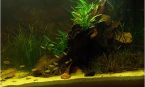 Saker att göra i närheten av the pier aquarium. Biotope Aquarium Design Contest 2015 The Final