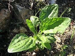 Image result for Plantaginaceae