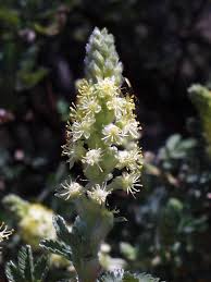 Image result for Heywoodia