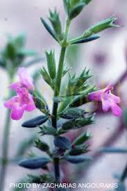 Image result for Micromeria