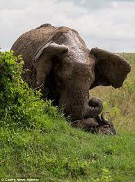 Pictures Show Buffalo Sent Flying When Elephant Digs In His Tusks In Daily Mail Online