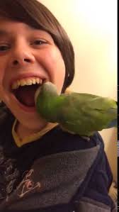 Loro le extrae diente a un niño