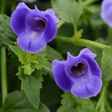 Image result for Torenia thouarsii