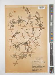 Image result for Tephrosia lurida