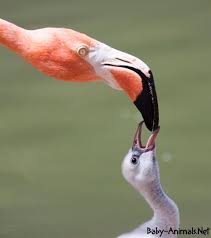 Baby Flamingo And Mom Babyflamingo Cuteflamingo Sweetflamingo Littleflamingo Flamingo Flamingowallpapers Cutebaby Flamingo Mom And Baby Bird Mom