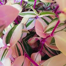 Wandering jew tricolor rooted cutting liner. Rooted Very Rare Wandering Jew Rainbow Tricolor Tradescantia Etsy
