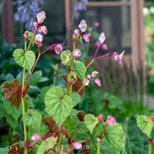 Image result for Begonia
