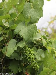 Image result for Vitis vinifera