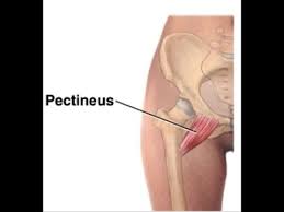 It can be classified in the medial compartment of thigh (when the function is emphasized) or the anterior compartment of thigh (when the nerve is emphasized). Pectineus Exercise Youtube