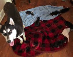 If you are unable to find your companion in our dogs for adoption sections, please consider looking thru the directory of rescue organizations, to see if they have any current dogs for adoption listings. Temple Firefighters Rescue Two Newborn Puppies