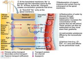 11 3 The Kidney And Osmoregulation Sl Hl 2 Biology 8 Ferguson Physiology Medical School Studying Acute Respiratory Distress Syndrome
