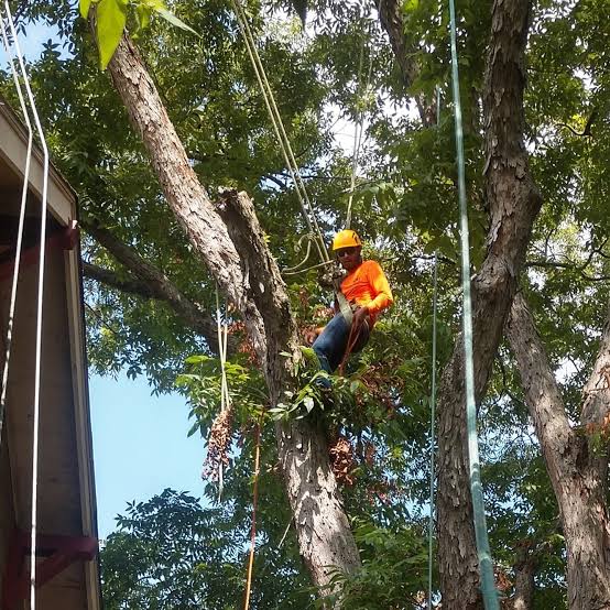 Tree Service Provider Greenway Plaza Houston Tx | Green Industry Tree Service
