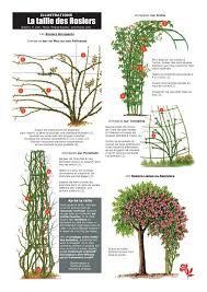 Pruning Climbing Roses Lianas And Ramblers En 2020 Taille Rosier Grimpant Rosier Grimpant Taille Rosier