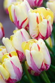 Tulip World Expression Alan Buckingham Tulips Flower Display Flowers