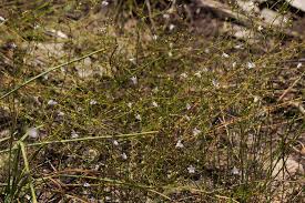 Image result for Wahlenbergia banksiana
