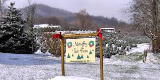 Christmas Tree Farms Asheville Nc Mountains