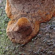 Image result for Phellinus pomaceus