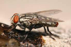 Flesh Fly Wikipedia