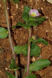 Image result for Equilabium parvum