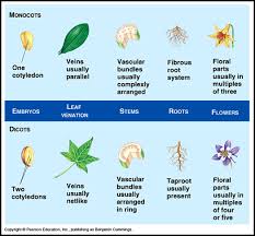 Major Differences Com Horticulture Education Plant Science Teaching Biology