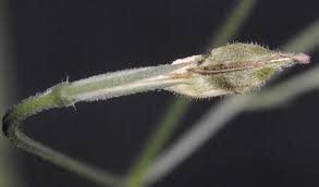 Image result for Dicliptera pumila