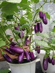 Salah satunya adalah menekan pengeluaran untuk membeli beragam sayur dan keperluan dapur lainnya yang bisa ditanam di kebun rumah. Mini Kebun Belakang Rumah Home Facebook